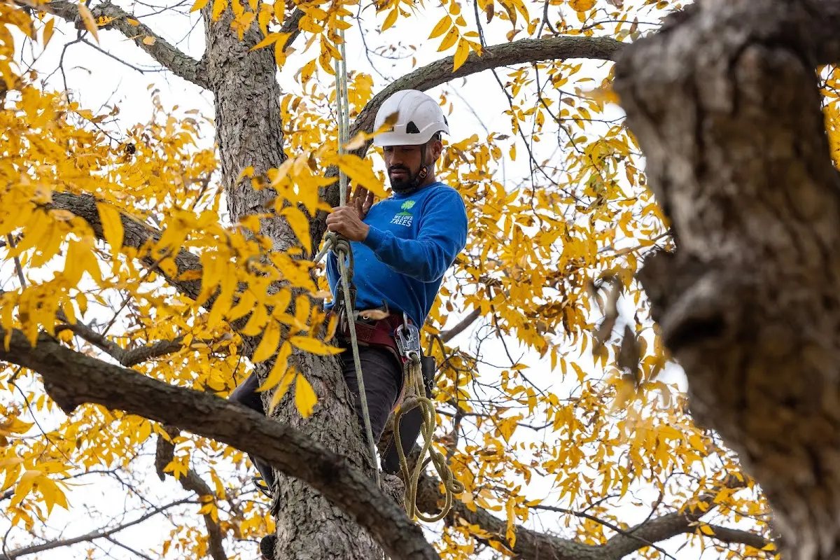 Skilled Tree Planing crew working in North Concord